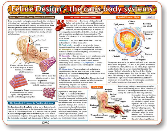 Modal Additional Images for Feline Anatomy Chart