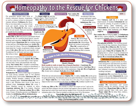 Homeopathy for Chickens chart/poster