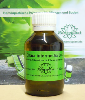 Chara intermedia (stonewort) - Homeoplant (image for) Chara intermedia (stonewort) - Homeoplant