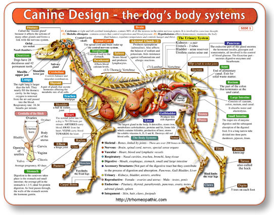Canine Anatomy Chart