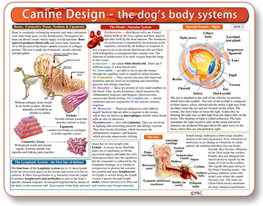 Modal Additional Images for Canine Anatomy Chart