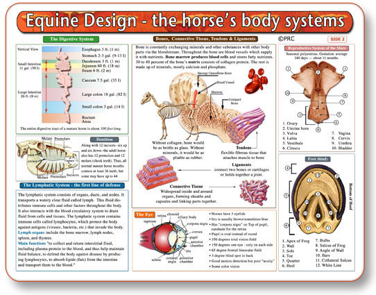 Modal Additional Images for Equine Anatomy Chart